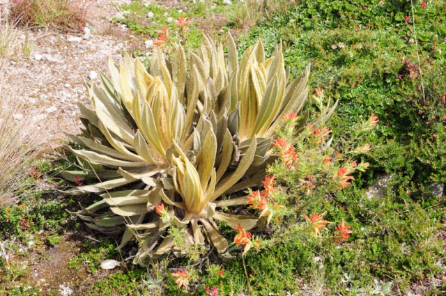 Manizales 229 [640x480]