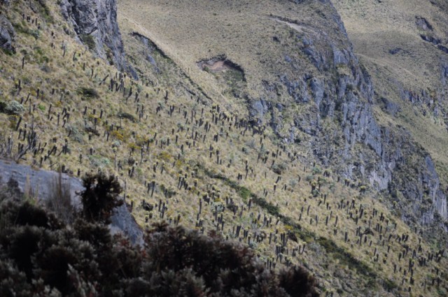 Manizales 248 [640x480]