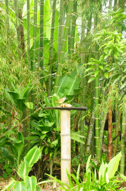 balsaje 002 [640x480]