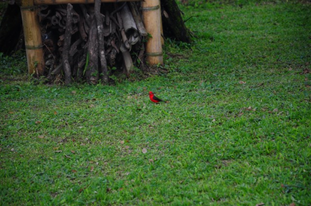 balsaje 267 [640x480]