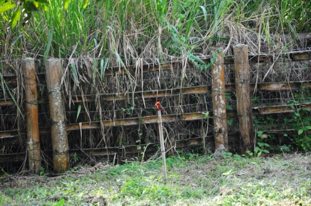 balsaje 271 [640x480]