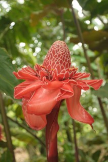 cane a sucre 009 [320x200]