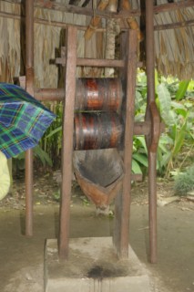 cane a sucre 010 [320x200]