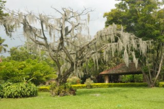 cane a sucre 012 [320x200]