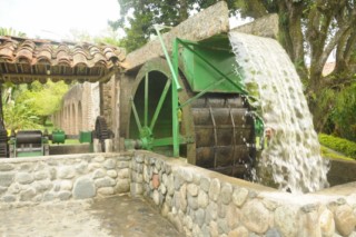 cane a sucre 030 [320x200]