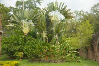 cane a sucre 033 [320x200]