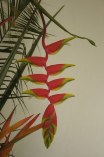 cane a sucre 038 [320x200]