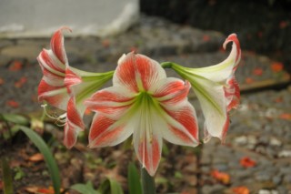 cane a sucre 039 [320x200]