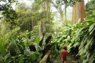 cane a sucre 054 [320x200]