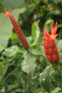 cane a sucre 056 [320x200]