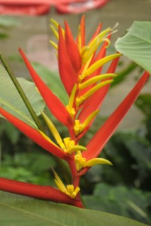 cane a sucre 057 [320x200]