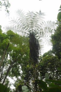 cane a sucre 060 [320x200]