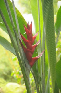 cane a sucre 062 [320x200]