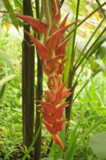 cane a sucre 063 [320x200]