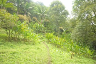 cane a sucre 069 [320x200]