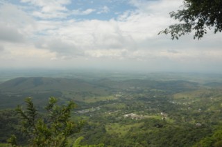 cane a sucre 075 [320x200]