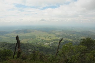 cane a sucre 087 [320x200]