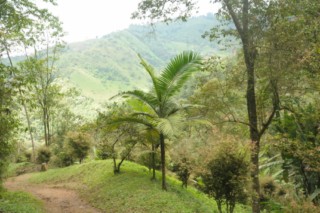 cane a sucre 098 [320x200]