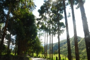 cheval-salento 023 [640x480]