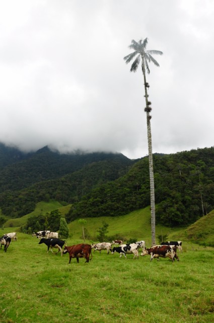cheval-salento 228 [640x480]