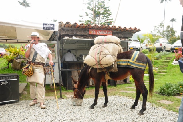 cheval-salento 239 [640x480]