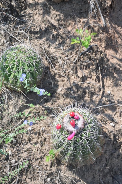 tatacoa_agustin 111 tatacoa_agustin 111