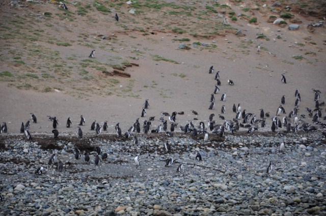 chili6 102 chili6 102