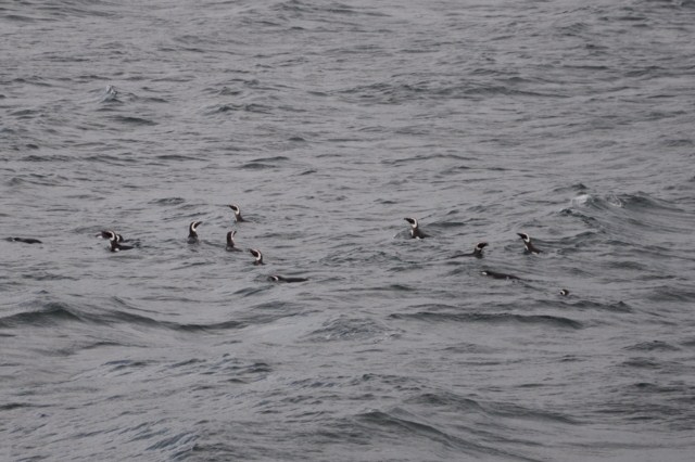 chili6 217 chili6 217