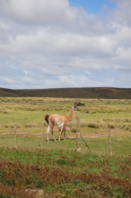 chili8 064 chili8 064