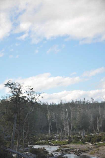 chili8 105 chili8 105