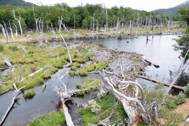 perito moreno 065 perito moreno 065