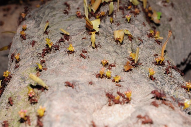 carthagene022012 437