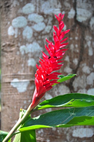 palenque 302 palenque 302