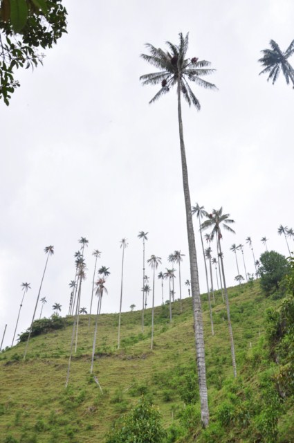 carthagene022012 816 carthagene022012 816