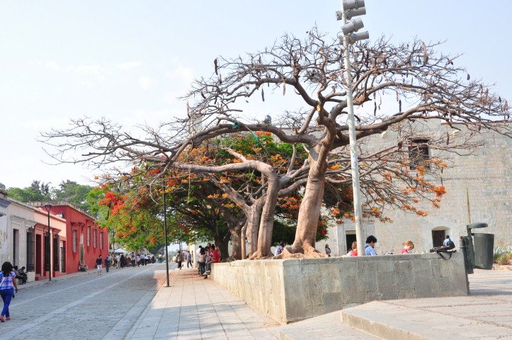 oaxaca2 140