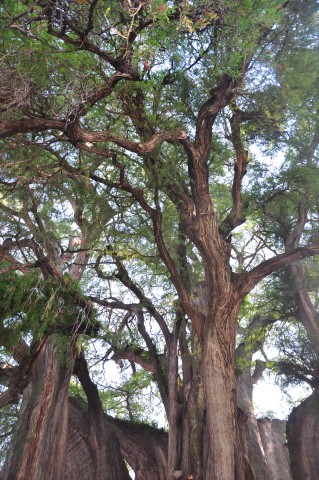 palenque 011 palenque 011