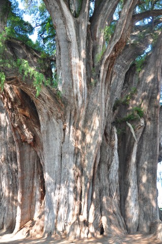 palenque 016 palenque 016