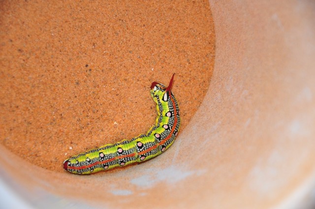 maroc3 099 maroc3 099