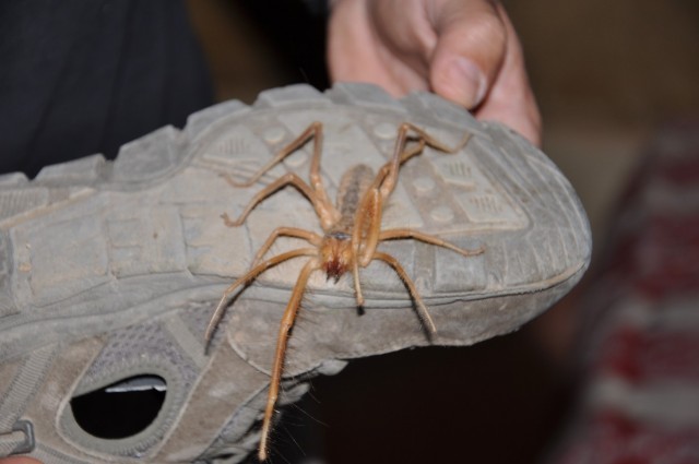 maroc4 260 maroc4 260