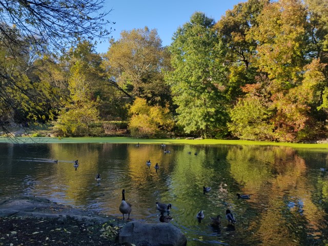 New York J1 (173) New York J1 (173)