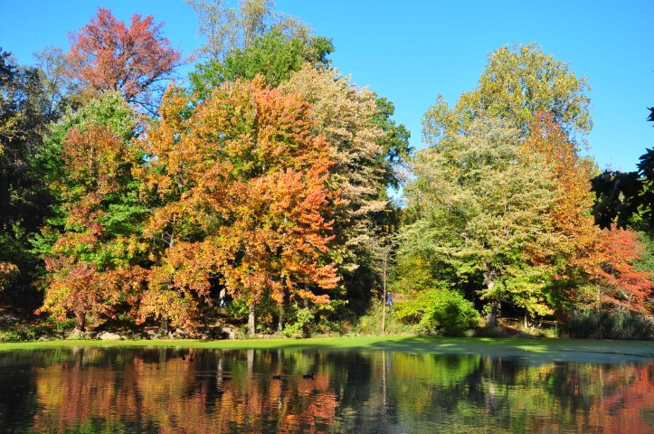 New York J1 (184) New York J1 (184)