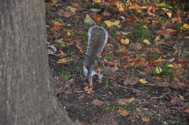 New York J1 (188) New York J1 (188)